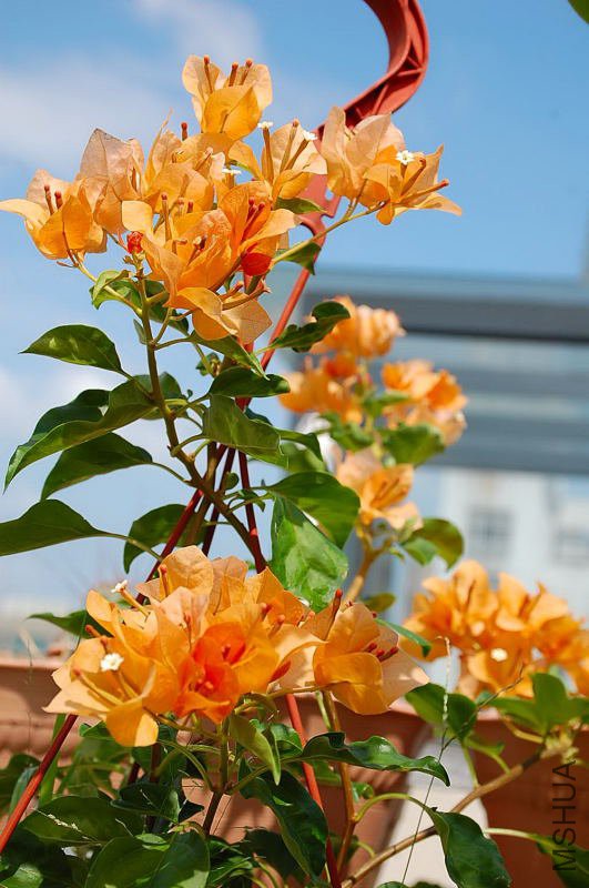 DSC_20290342.JPG