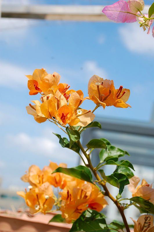 DSC_20210334.JPG