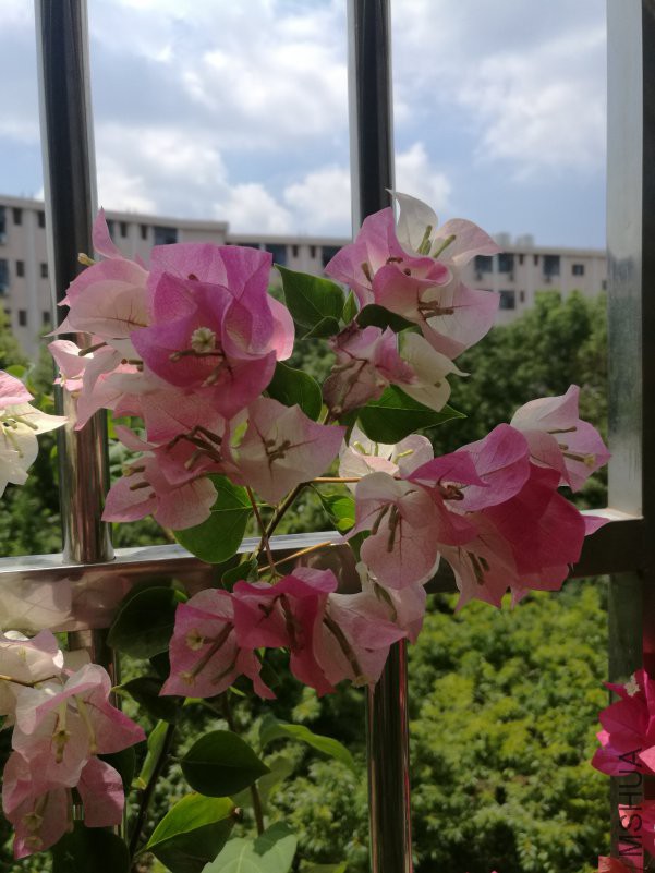 IMG_20180822_113115.jpg