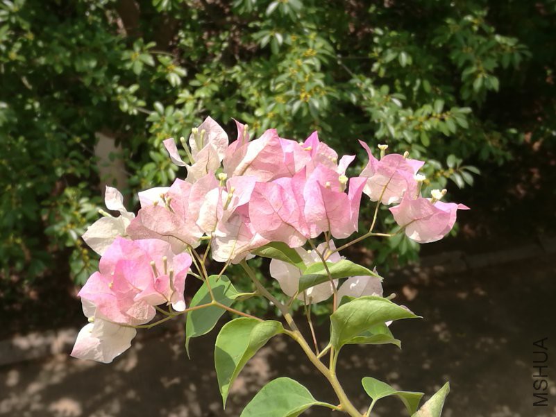 IMG_20180822_113239.jpg