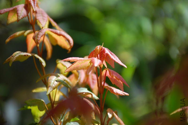 DSC_29640037.JPG