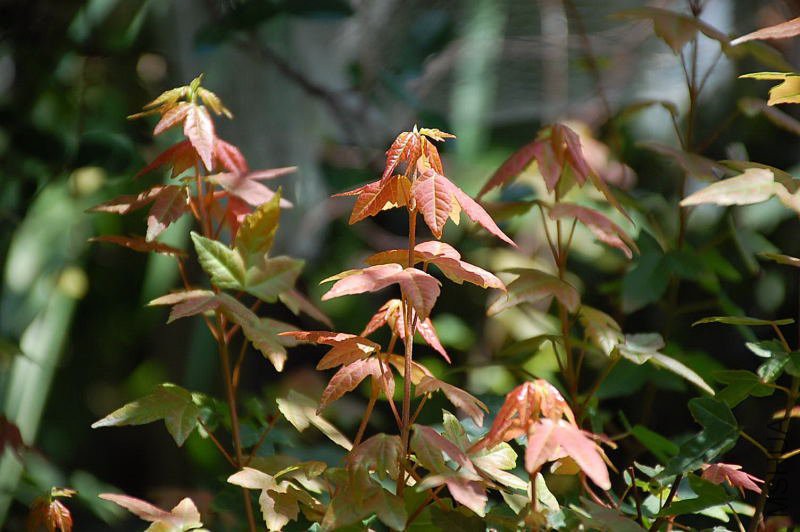 DSC_29310004.JPG