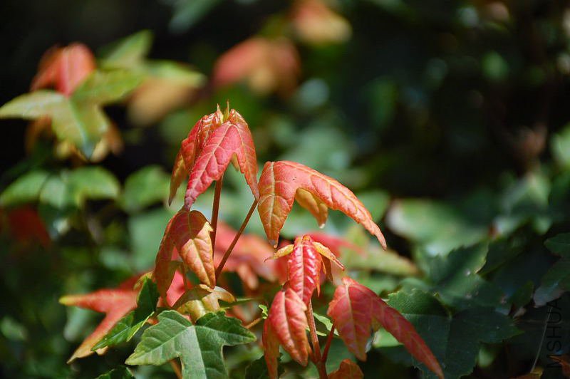 DSC_29420015.JPG