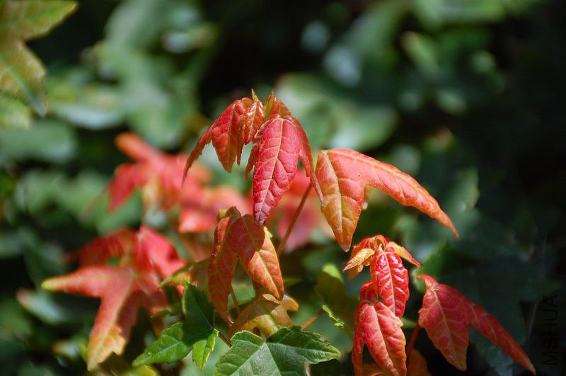 DSC_29390012.JPG