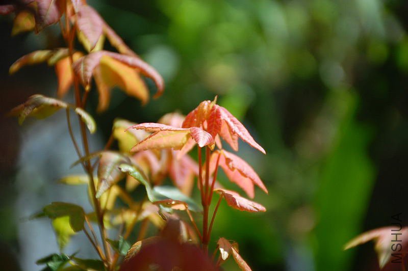 DSC_29660039.JPG