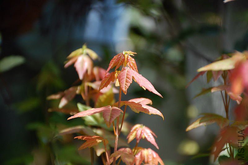 DSC_29440017.JPG