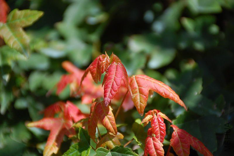 DSC_29380011.JPG