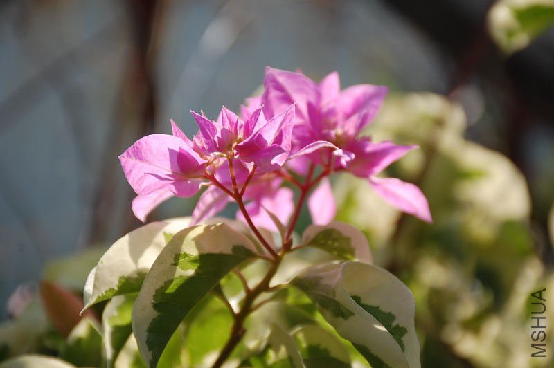DSC_35390050.JPG