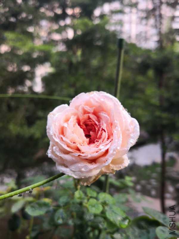 IMG_20180821_061100.jpg