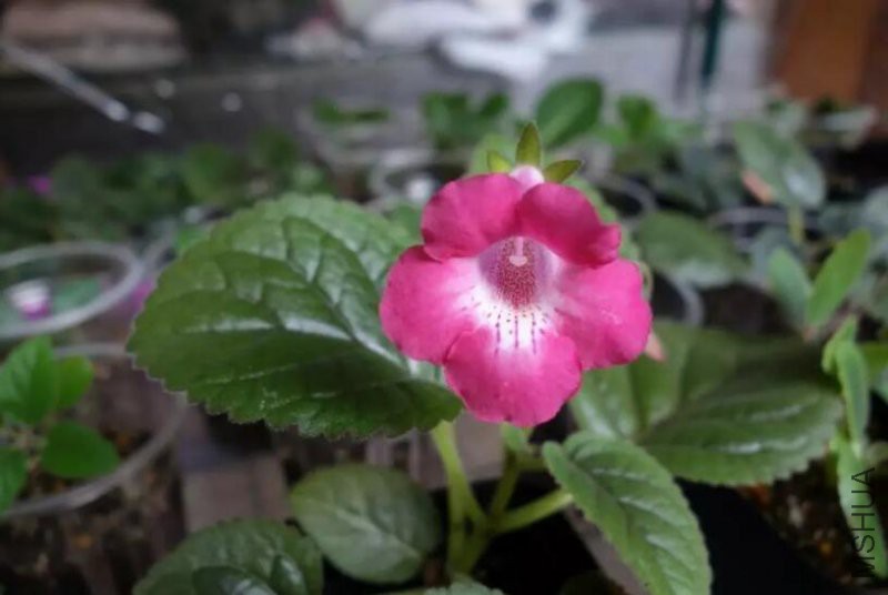����-Cherry Blossom