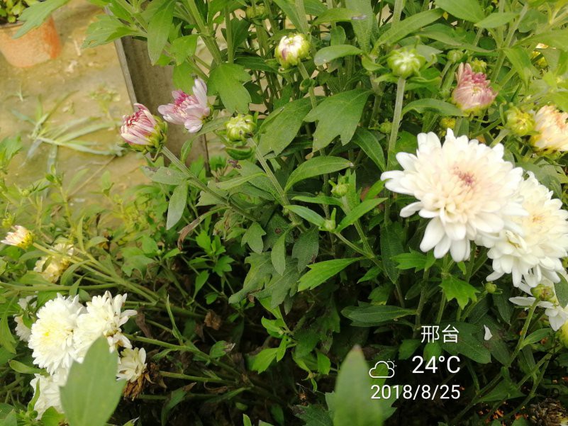 IMG_20180825_093401.jpg
