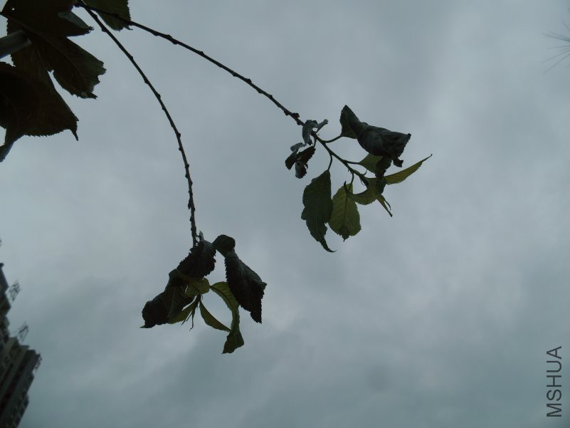 DSCI4278.JPG