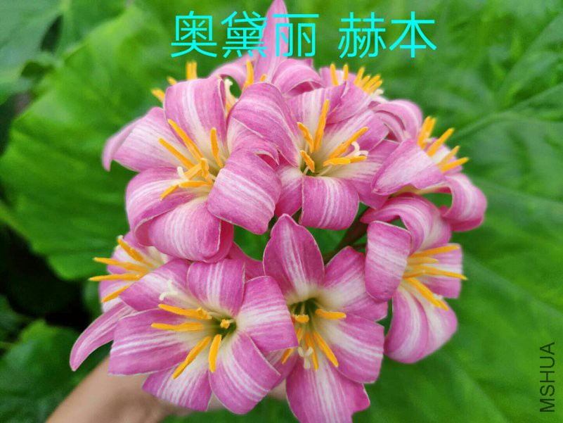 IMG_20180903_110420.JPG