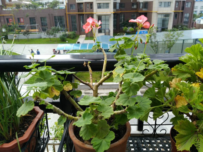 IMG_20180906_082505.jpg