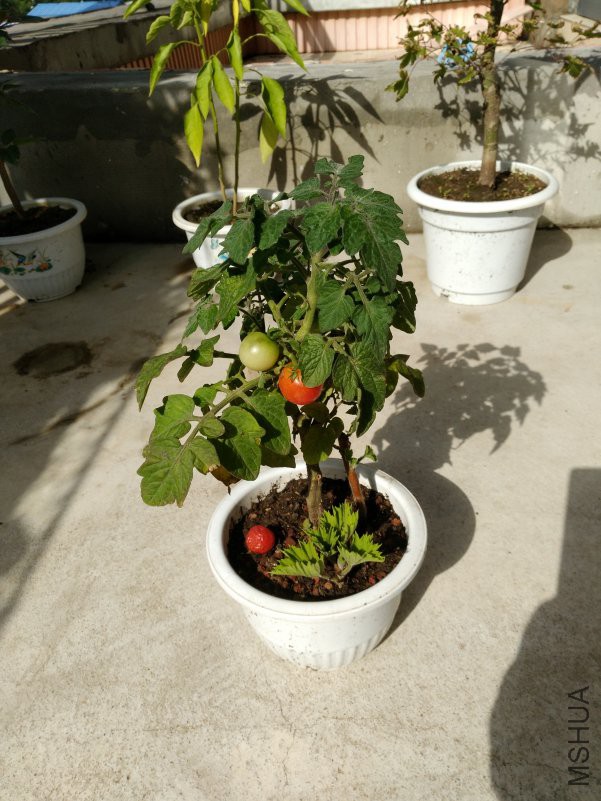 IMG_20180906_083603.jpg