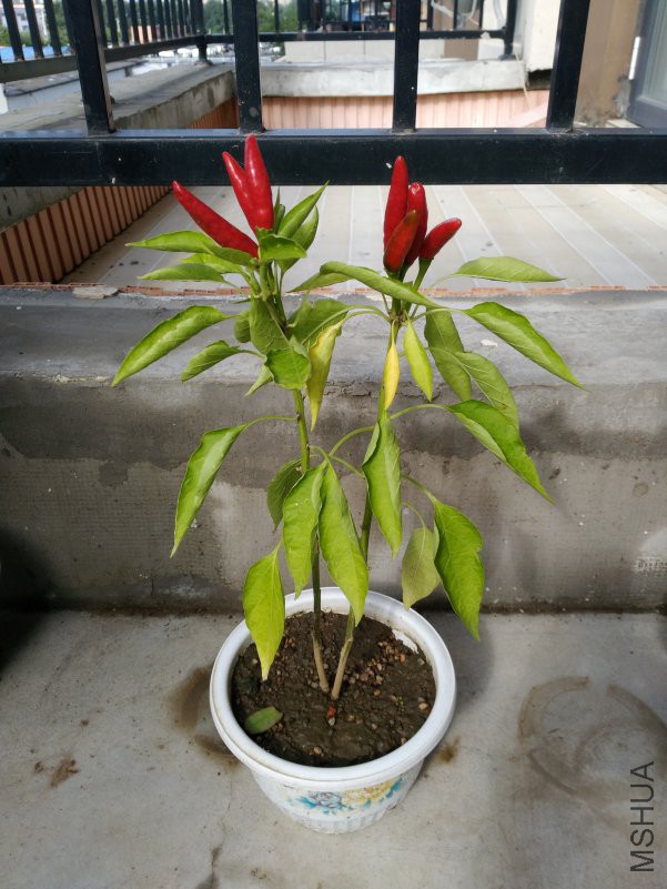 IMG_20180906_083352.jpg