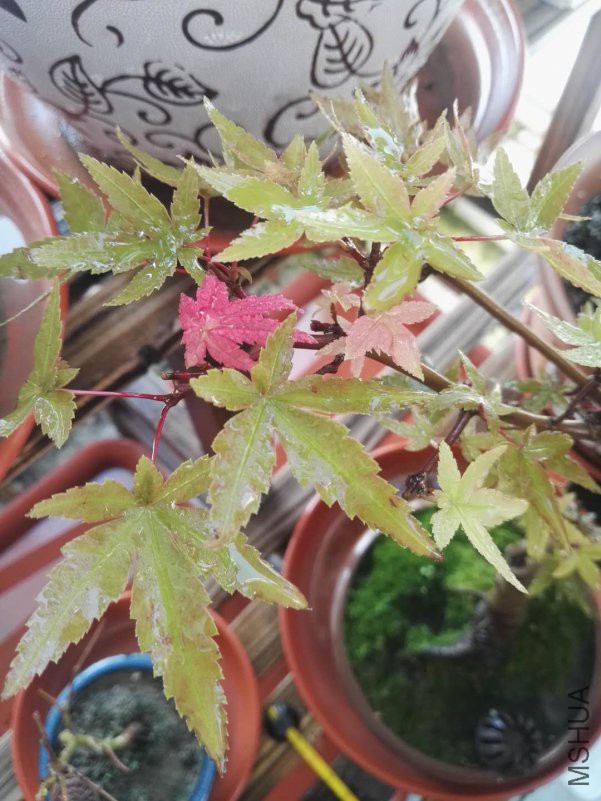 ΢��ͼƬ_201809101607114.jpg