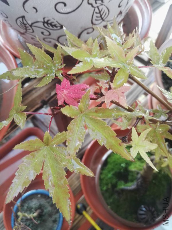 ΢��ͼƬ_201809101607113.jpg