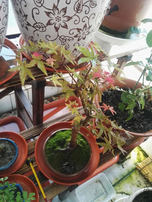 ΢��ͼƬ_201809101607116.jpg