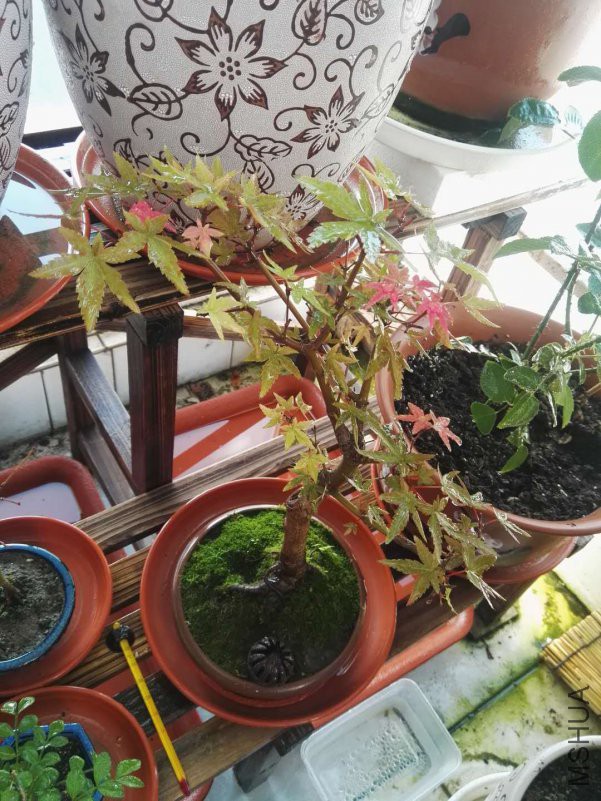 ΢��ͼƬ_201809101607117.jpg