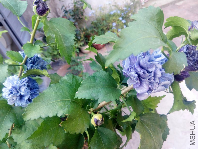 IMG_20180915_165641.jpg
