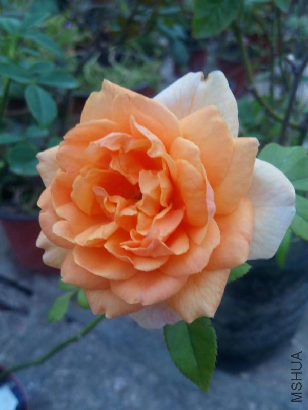 ���΢��ͼƬ_20180917212052.jpg