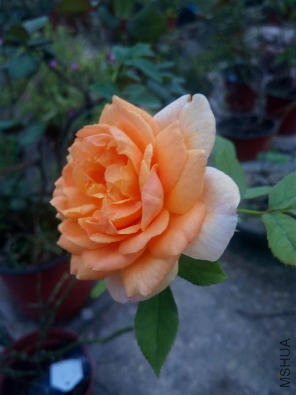 ���΢��ͼƬ_20180917212200.jpg