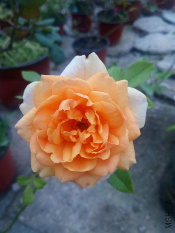 ���΢��ͼƬ_20180917212230.jpg
