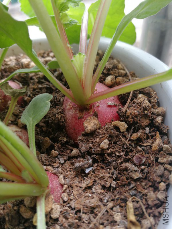 ΢��ͼƬ_20180920204236.jpg