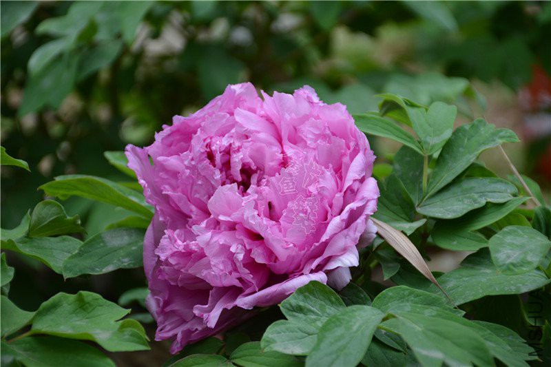 DSC_1029.JPG