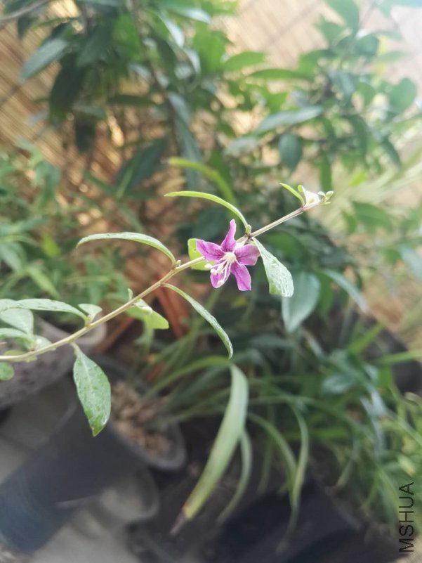 ΢��ͼƬ_20180921132343.jpg
