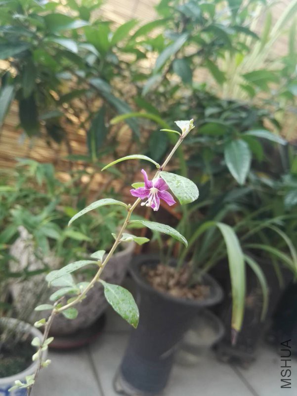 ΢��ͼƬ_201809211323431.jpg