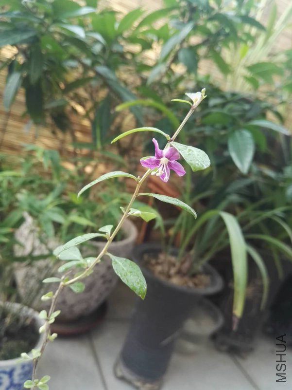 ΢��ͼƬ_201809211323435.jpg