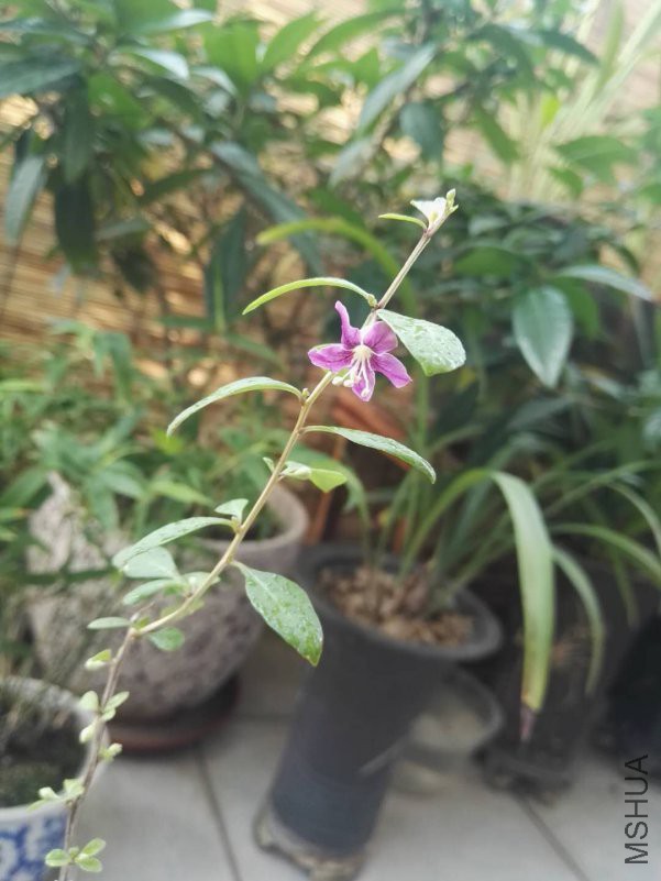 ΢��ͼƬ_201809211323437.jpg