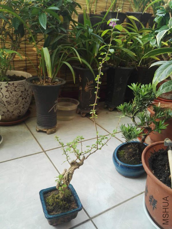 ΢��ͼƬ_201809211323432.jpg