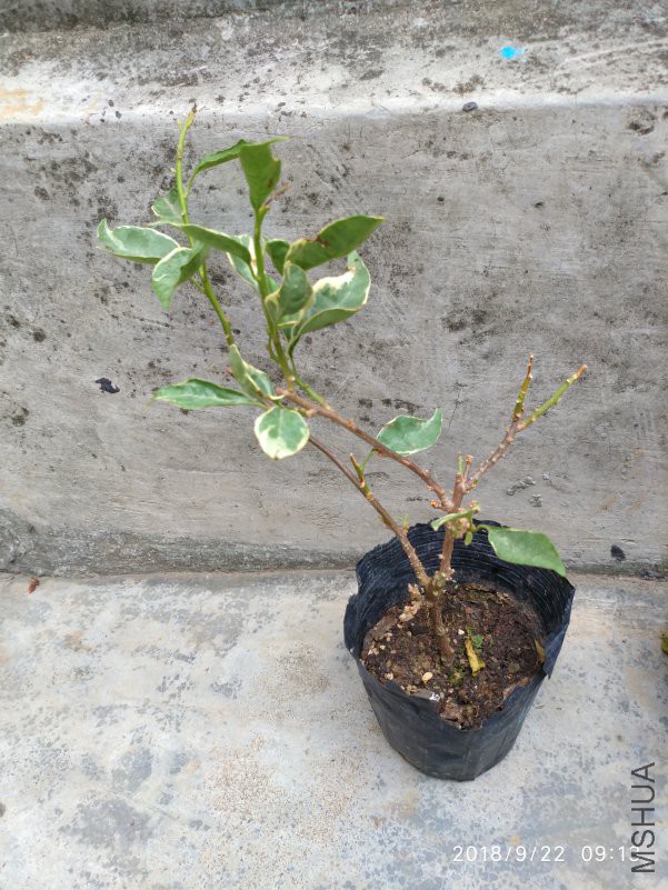 ΢��ͼƬ_20180922130423.jpg