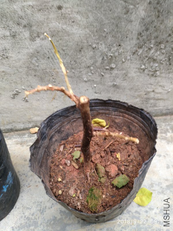 ΢��ͼƬ_20180922130444.jpg