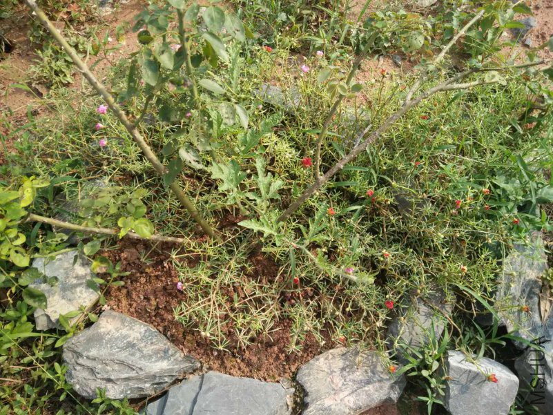 ��������������̫����