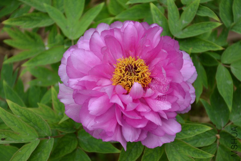 DSC_1044.JPG