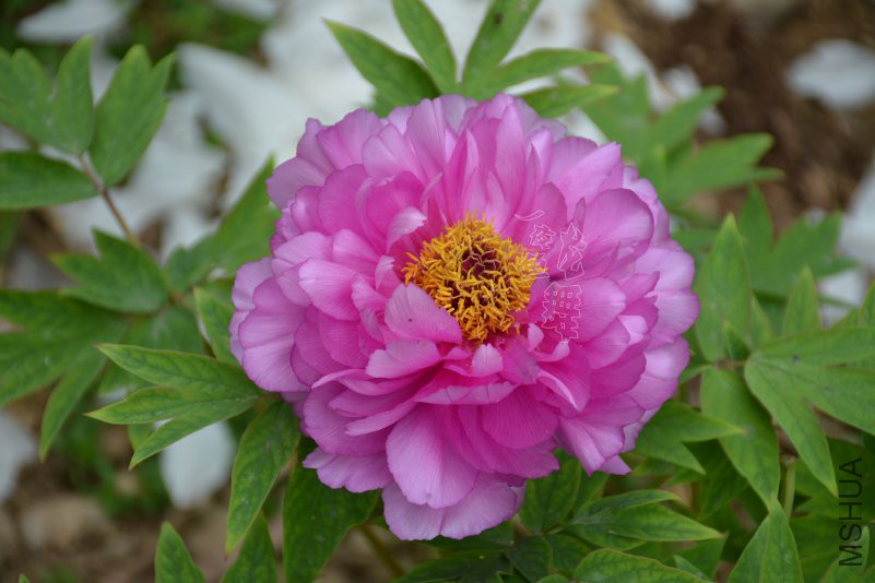 DSC_1045.JPG