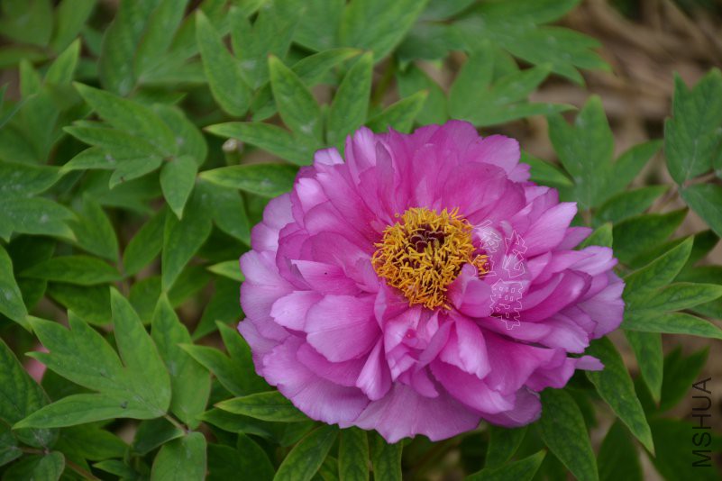 DSC_1046.JPG