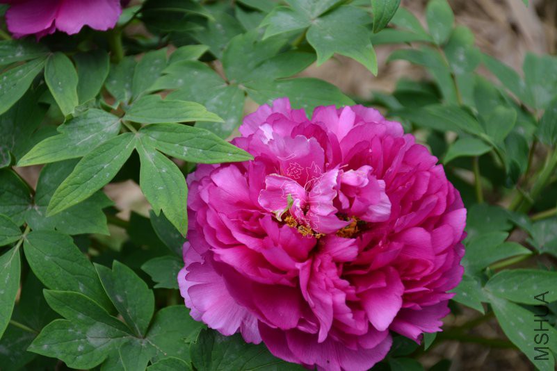 DSC_1055.JPG