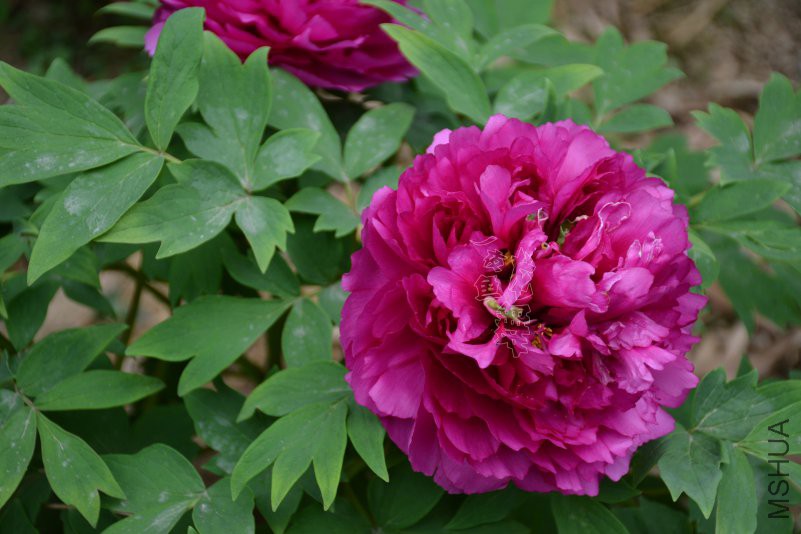 DSC_1056.JPG