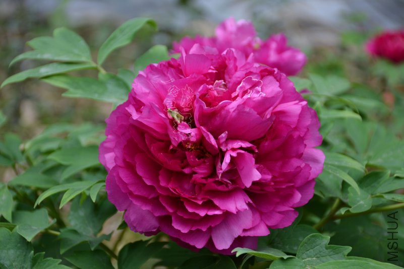 DSC_1057.JPG