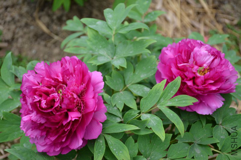 DSC_1058.JPG