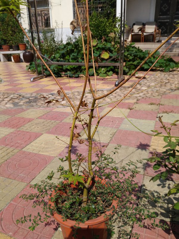 IMG_20180929_103807.jpg