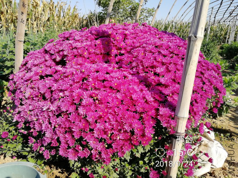 �ľ�������