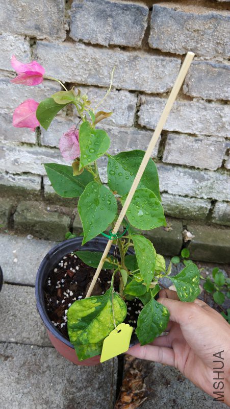 IMG_20181003_150531.jpg