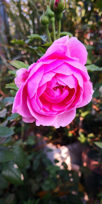 IMG_20181006_074902.jpg