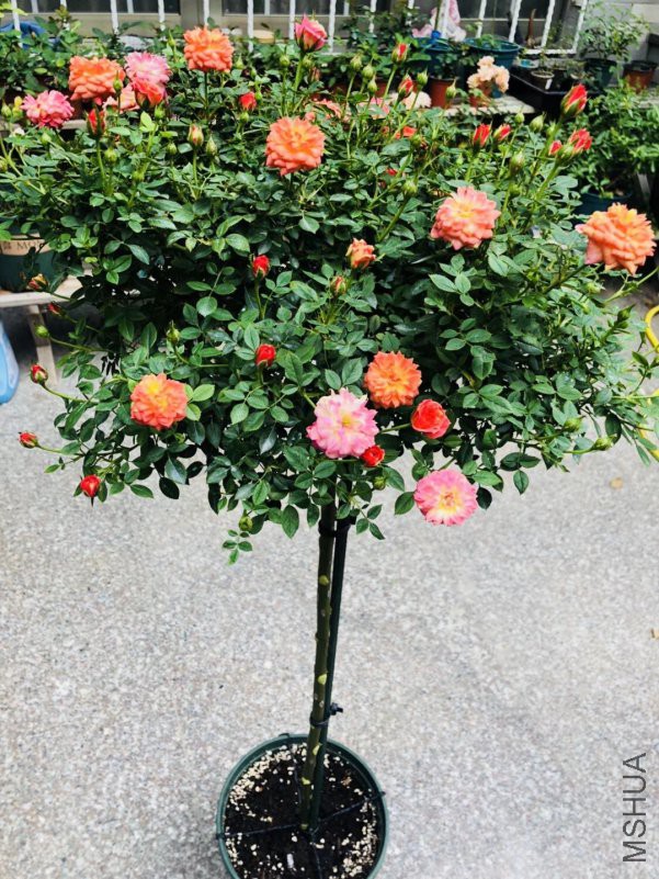 �½��ļ��� (2)mmexport1539059008003.jpg